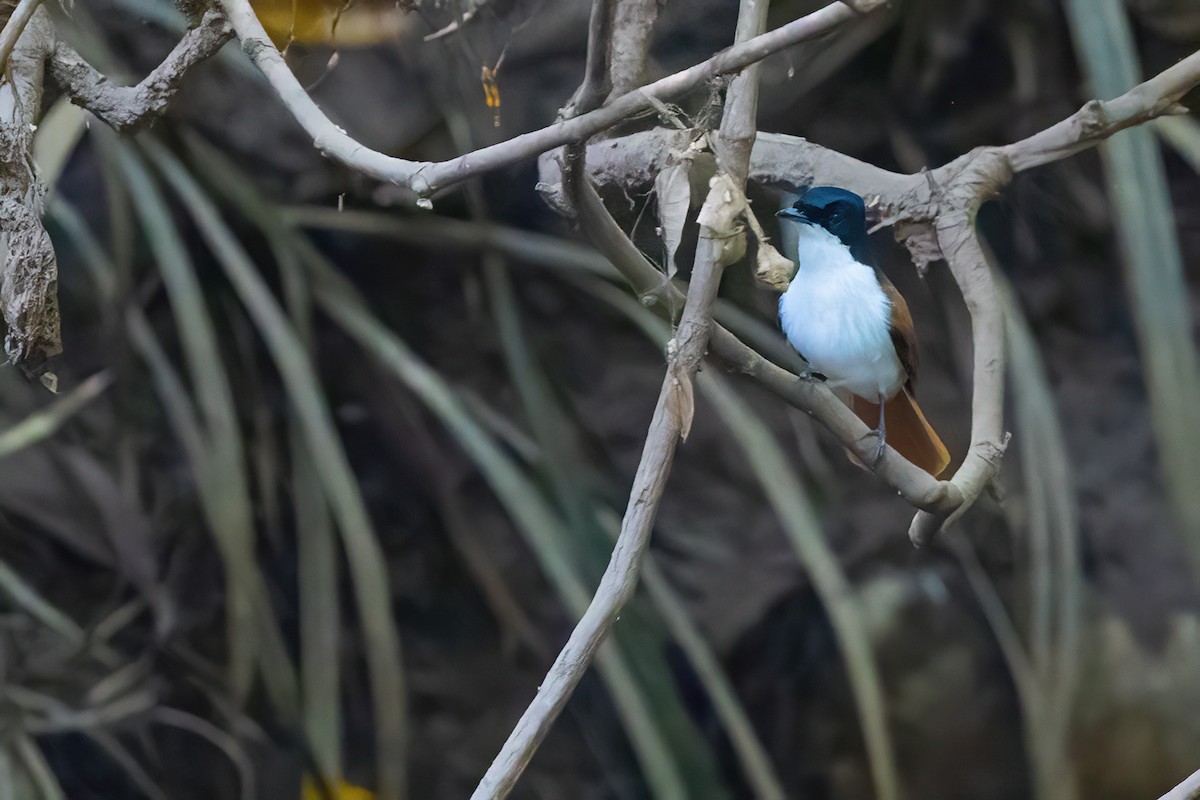 Shining Flycatcher - ML620826529