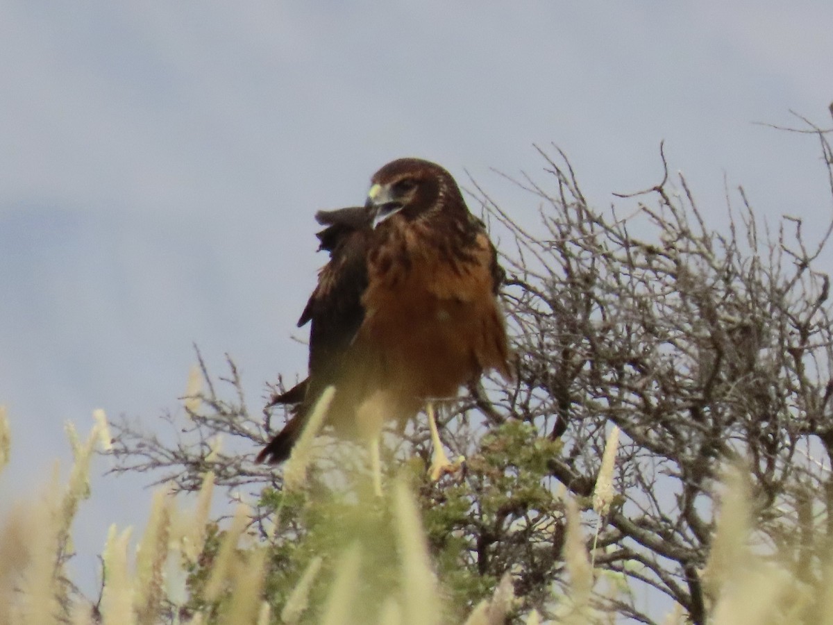 Northern Harrier - ML620826530