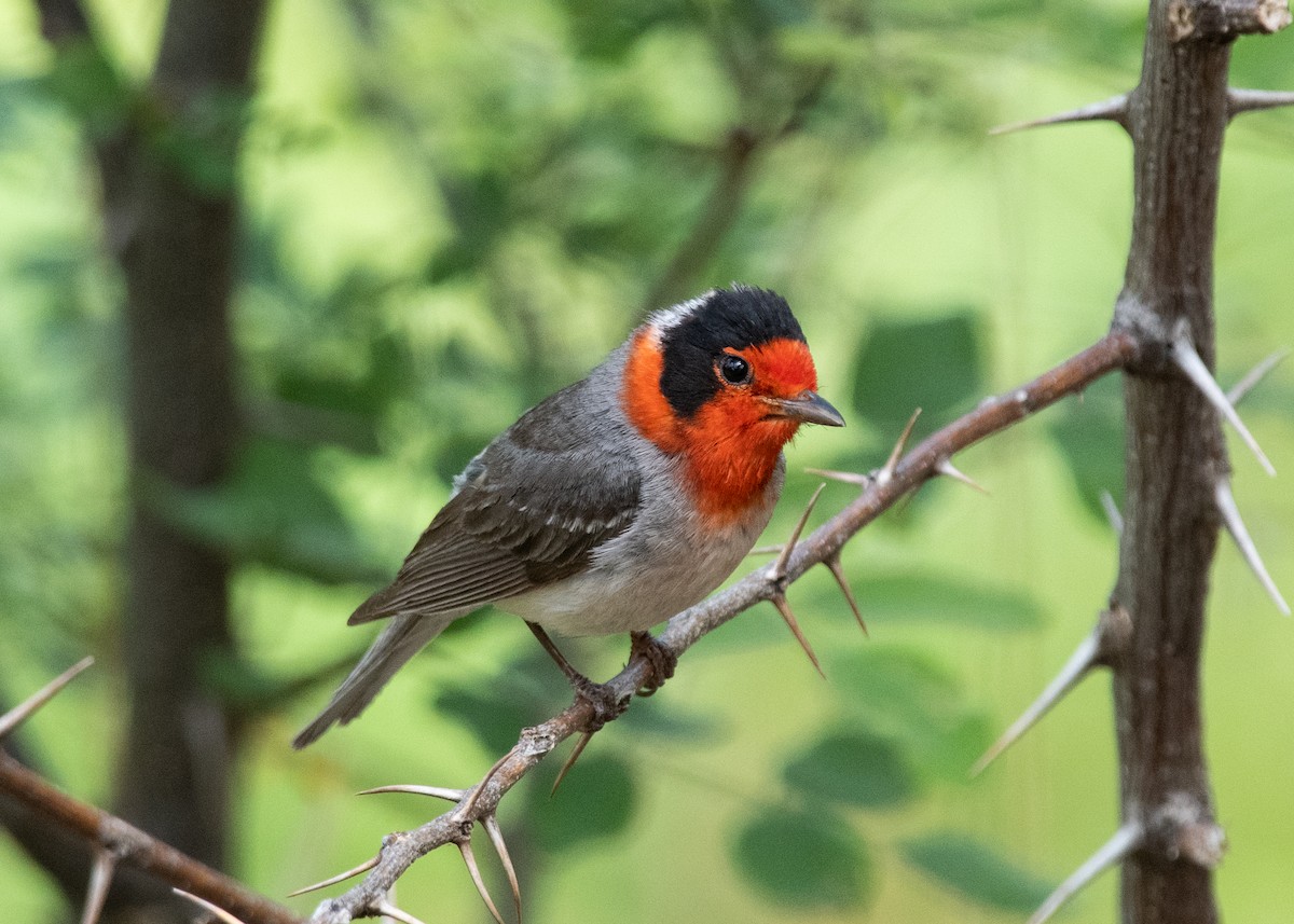 Red-faced Warbler - ML620826532