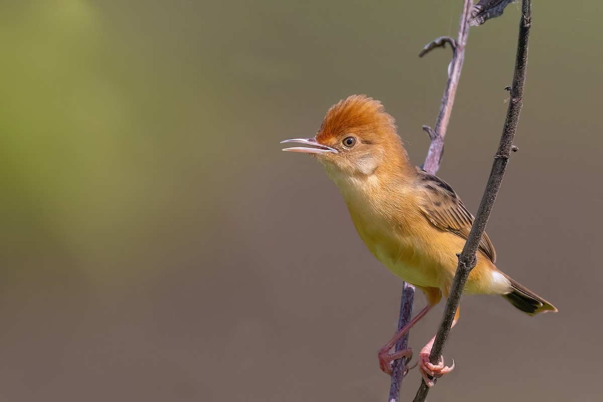 Golden-headed Cisticola - ML620826535