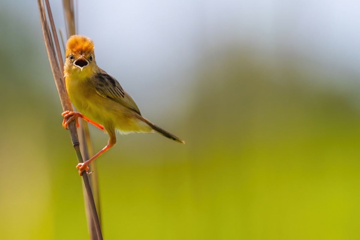 Golden-headed Cisticola - ML620826536