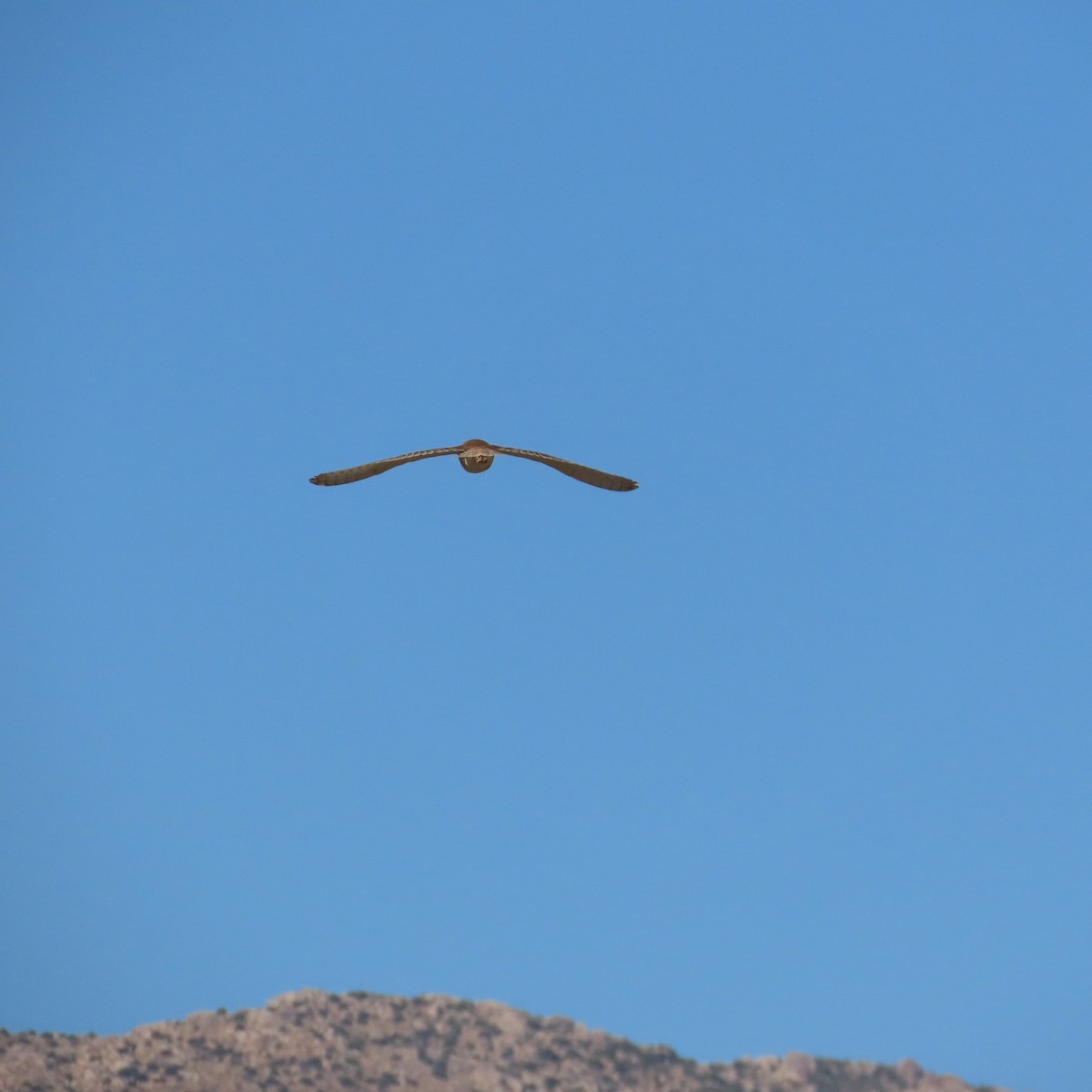 Barn Owl - ML620826537