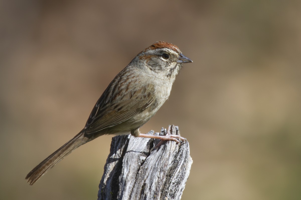 Rufous-crowned Sparrow - David Robichaud