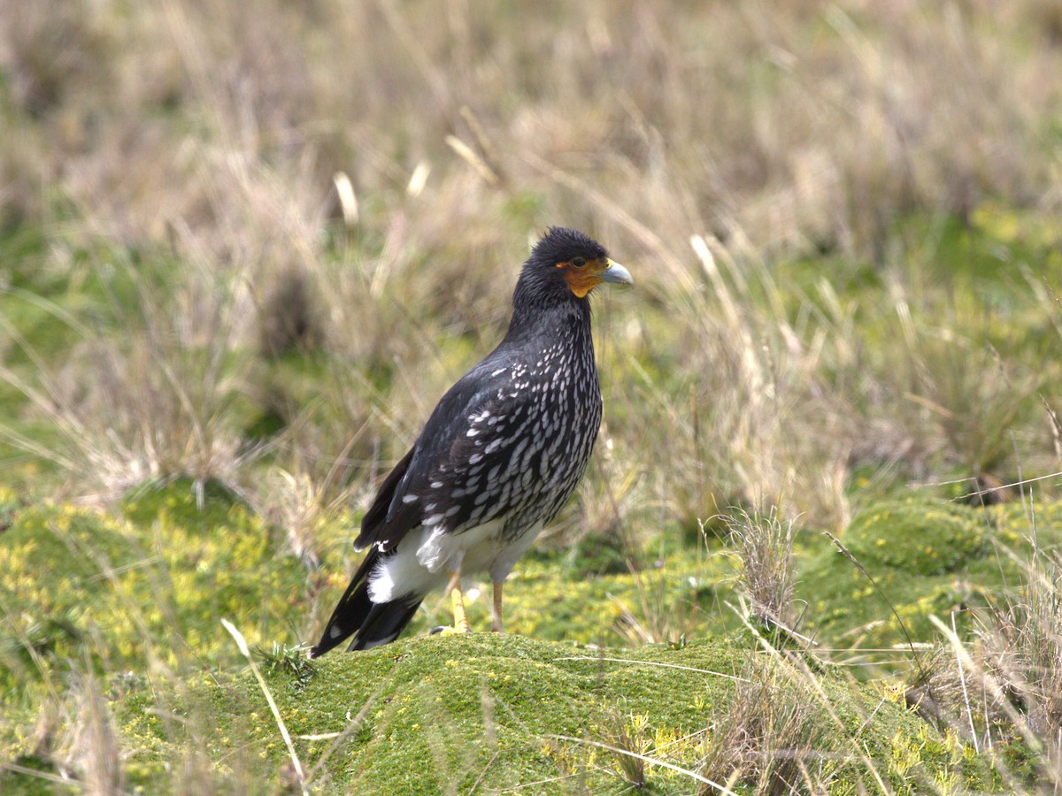 Caracara caronculé - ML620826540