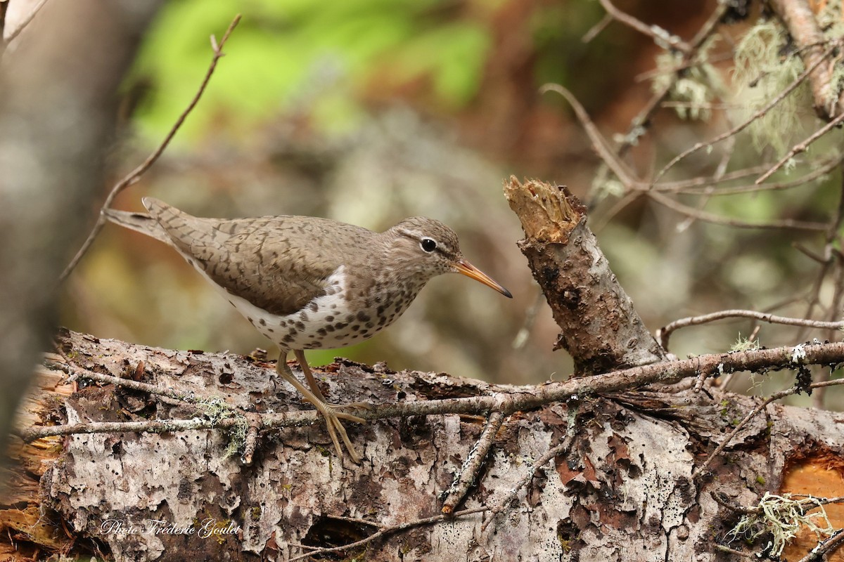 Spotted Sandpiper - ML620826541