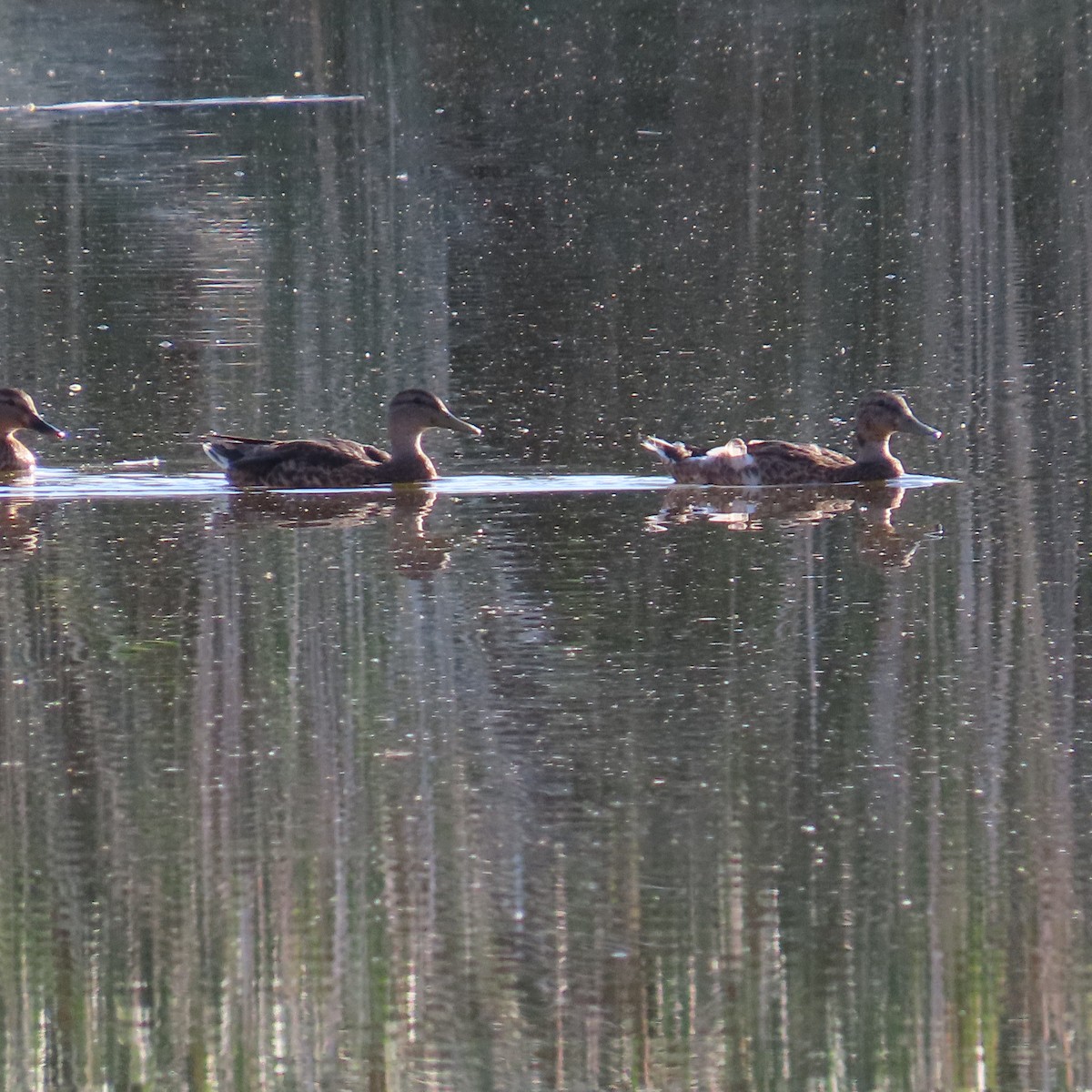 Mallard - Robert Theriault