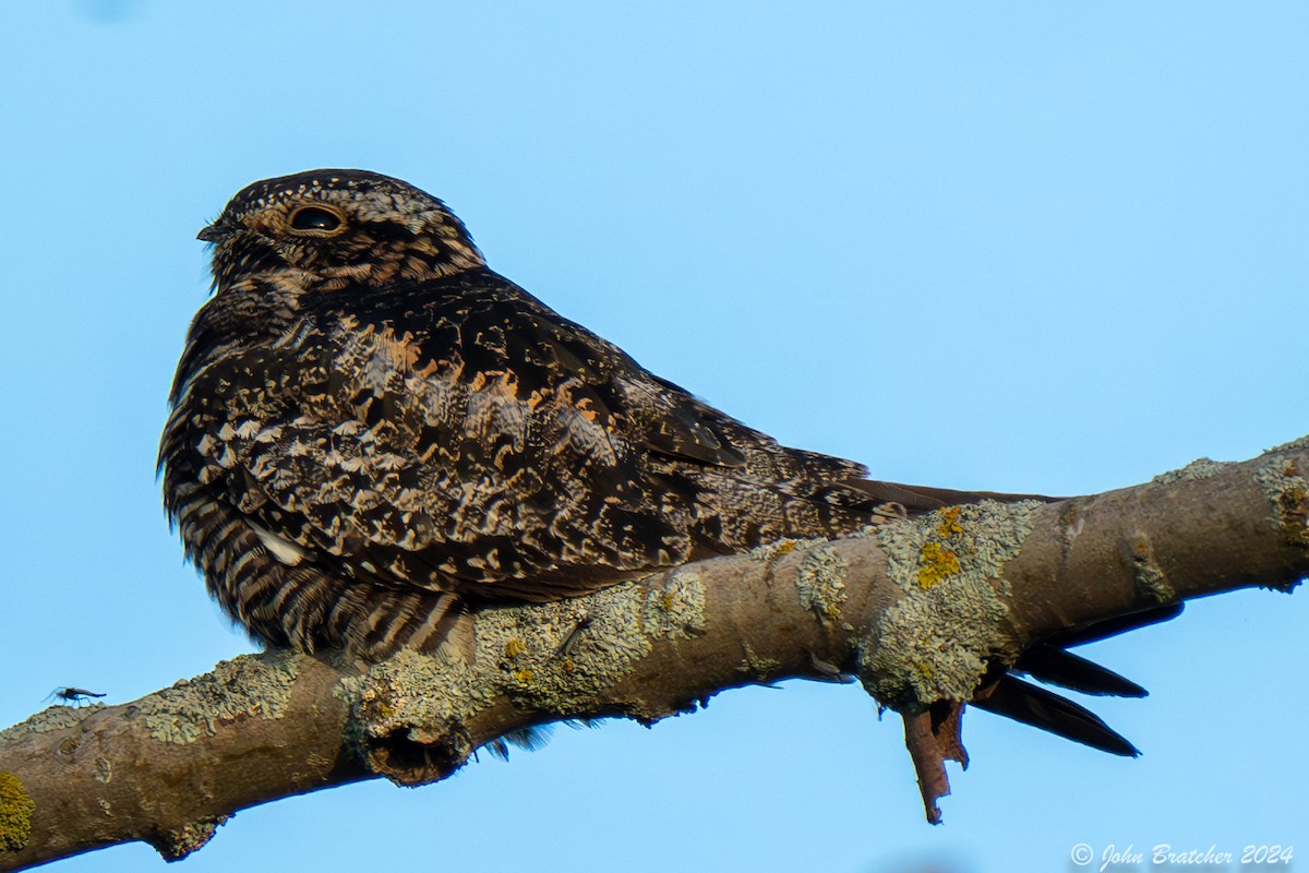 Common Nighthawk - ML620826544