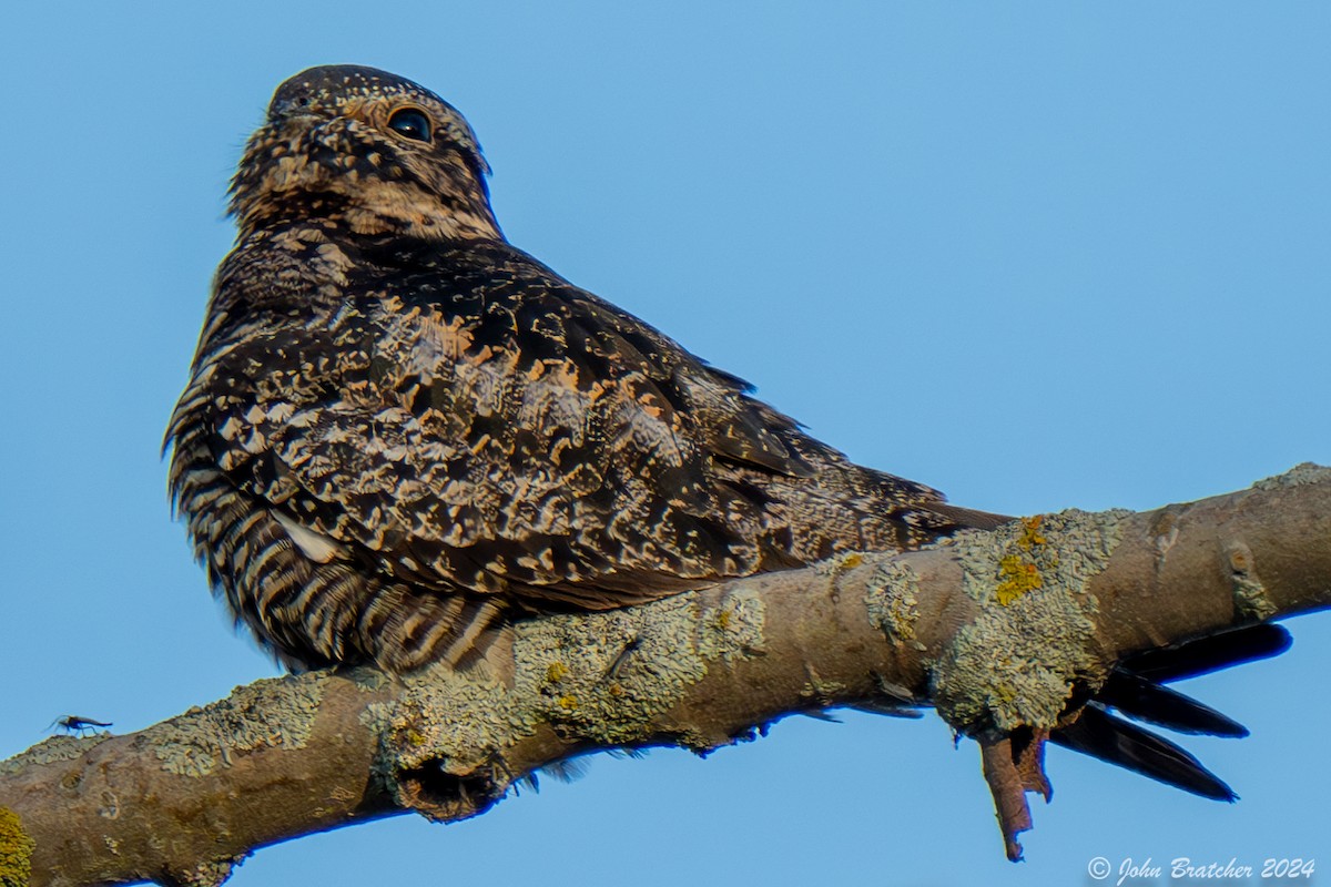 Common Nighthawk - ML620826545