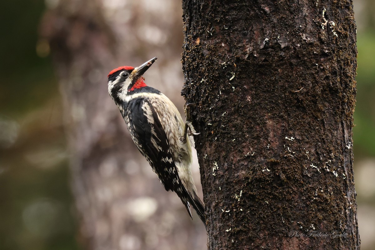 Yellow-bellied Sapsucker - ML620826546