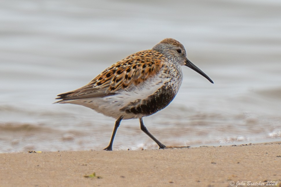 Dunlin - ML620826549