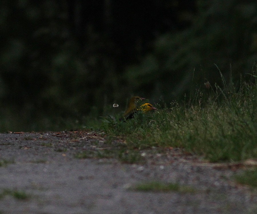 Eurasian Golden Oriole - ML620826550