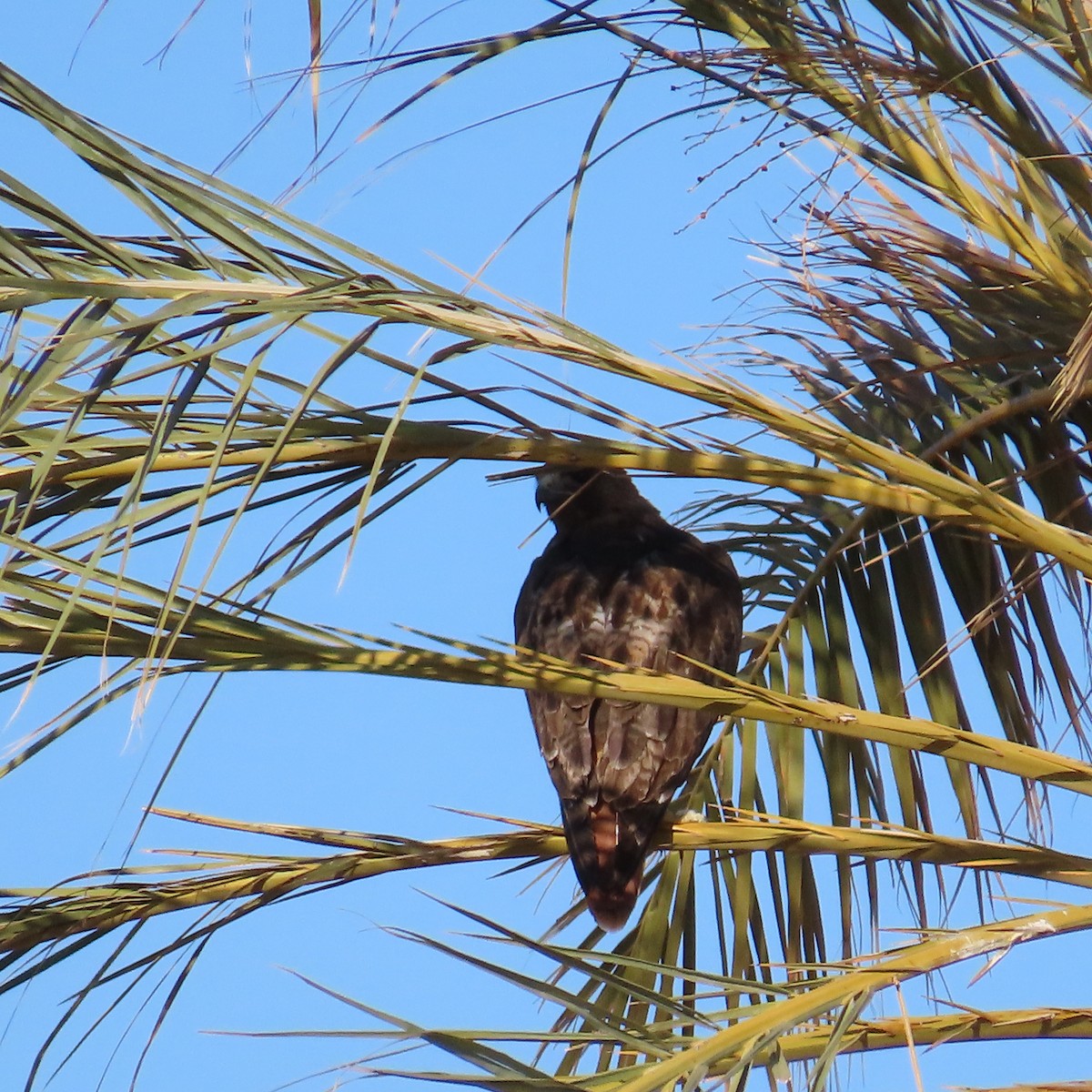 Red-tailed Hawk - ML620826553