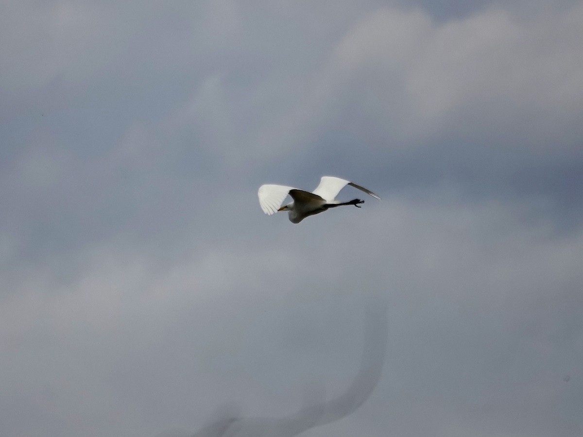 Great Egret - Norman Uyeda