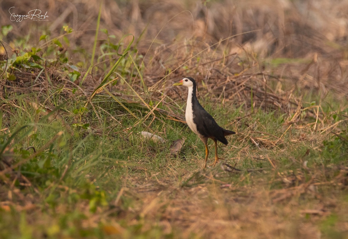 White-breasted Waterhen - Samyam Rumba