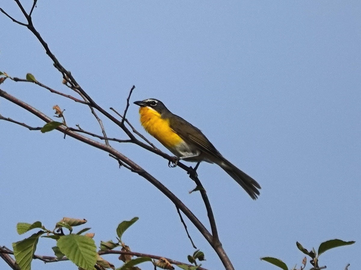 Yellow-breasted Chat - ML620826558