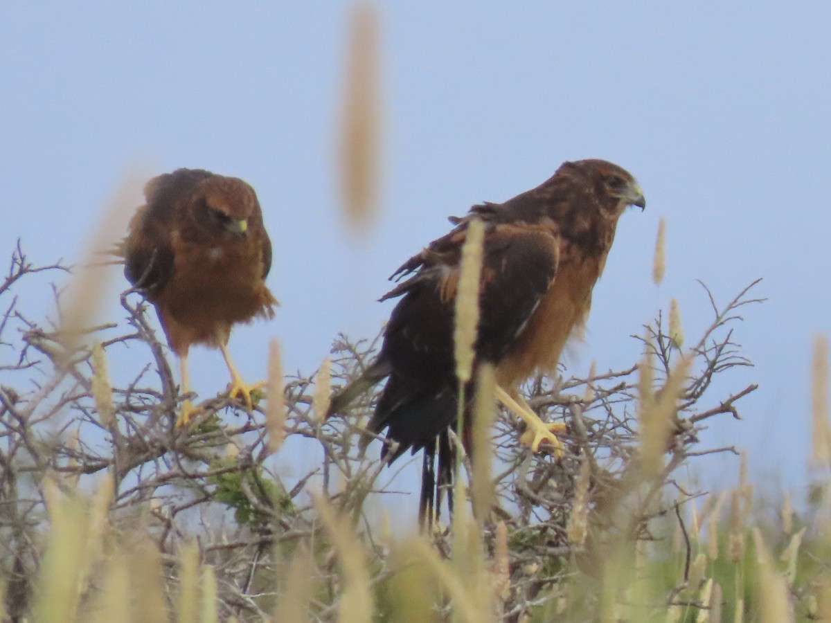 Northern Harrier - ML620826559