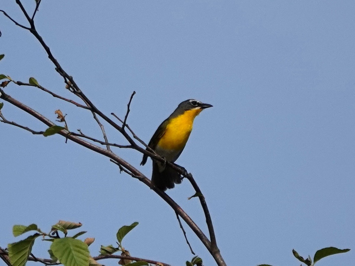 Yellow-breasted Chat - ML620826560