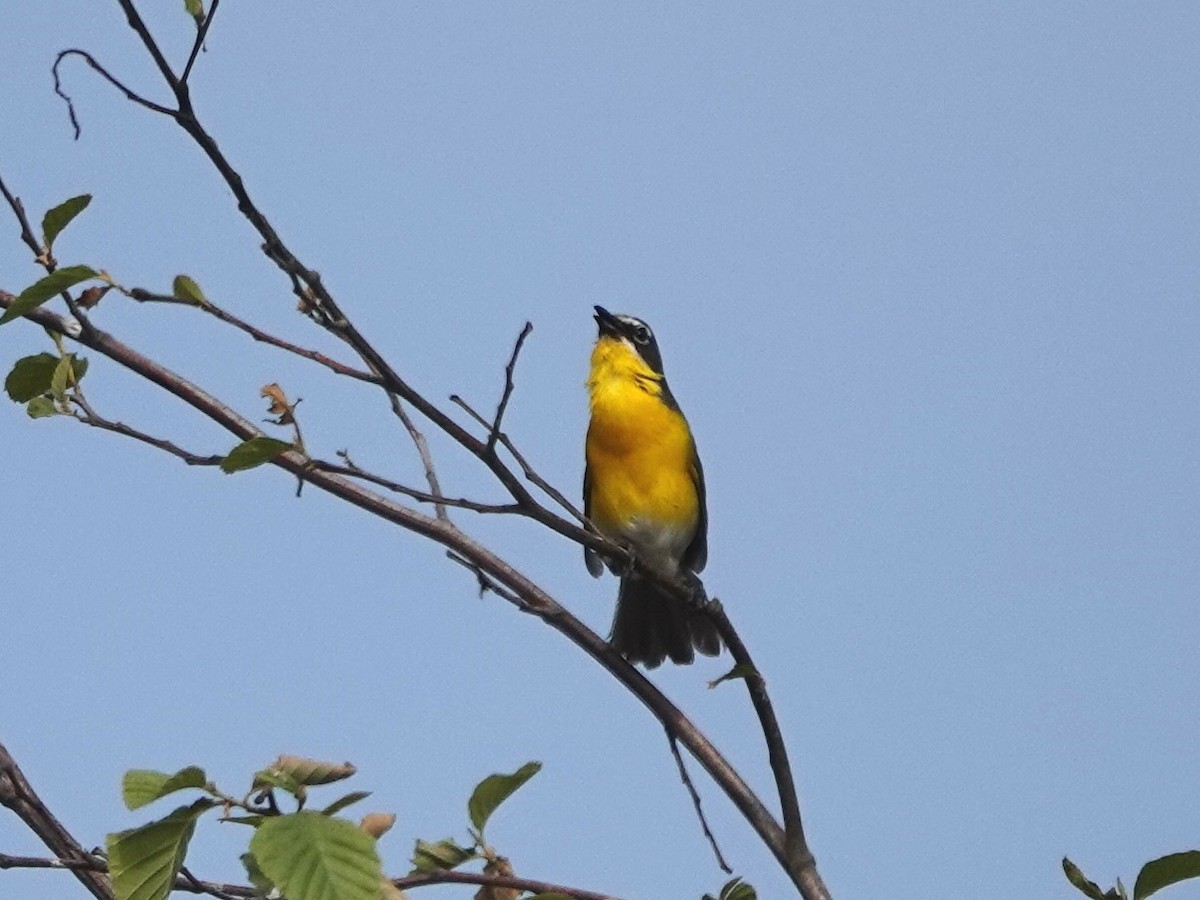 Yellow-breasted Chat - ML620826562