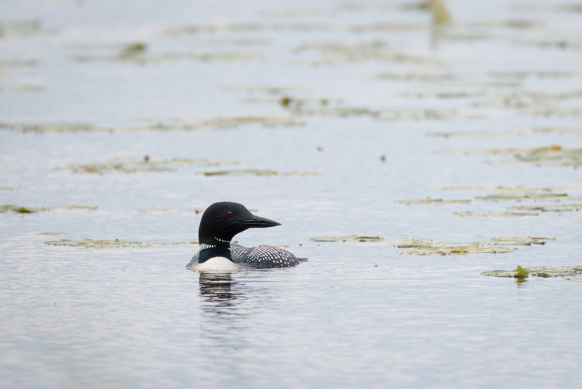 Plongeon huard - ML620826563