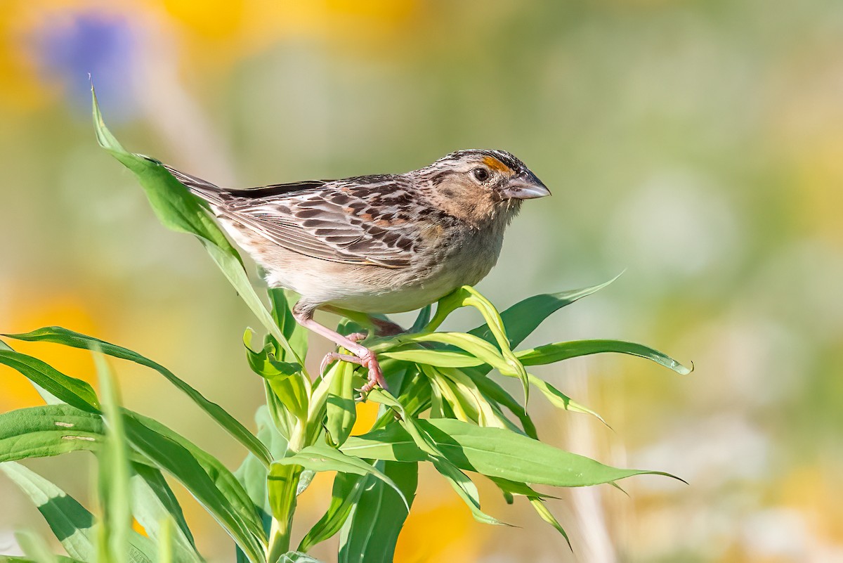 Grasshopper Sparrow - ML620826564