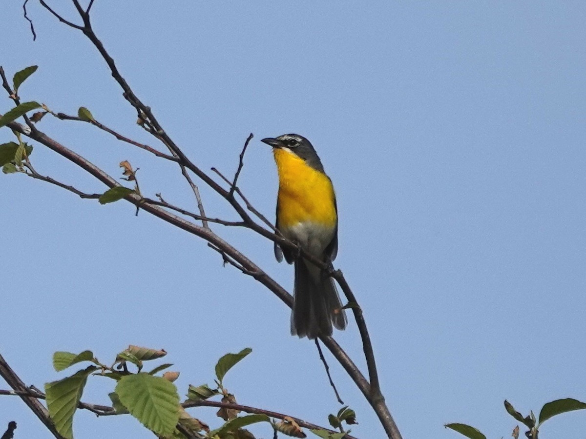 Yellow-breasted Chat - ML620826566