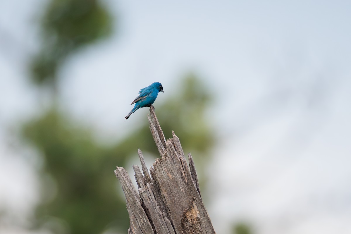 Indigo Bunting - Evan Pak