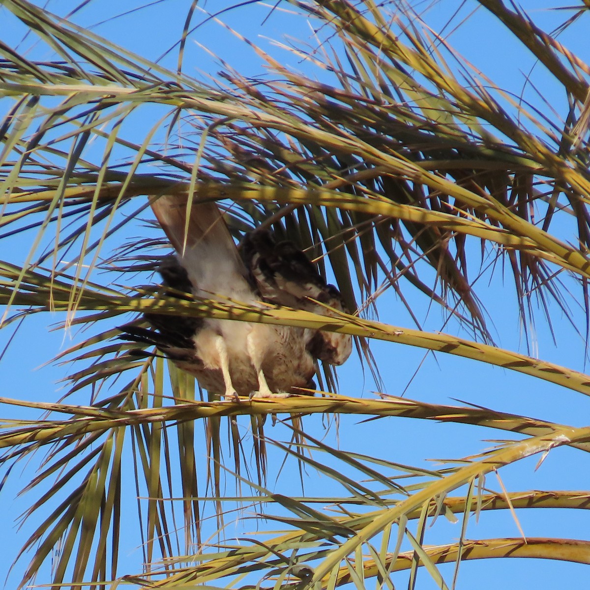 Red-tailed Hawk - ML620826568