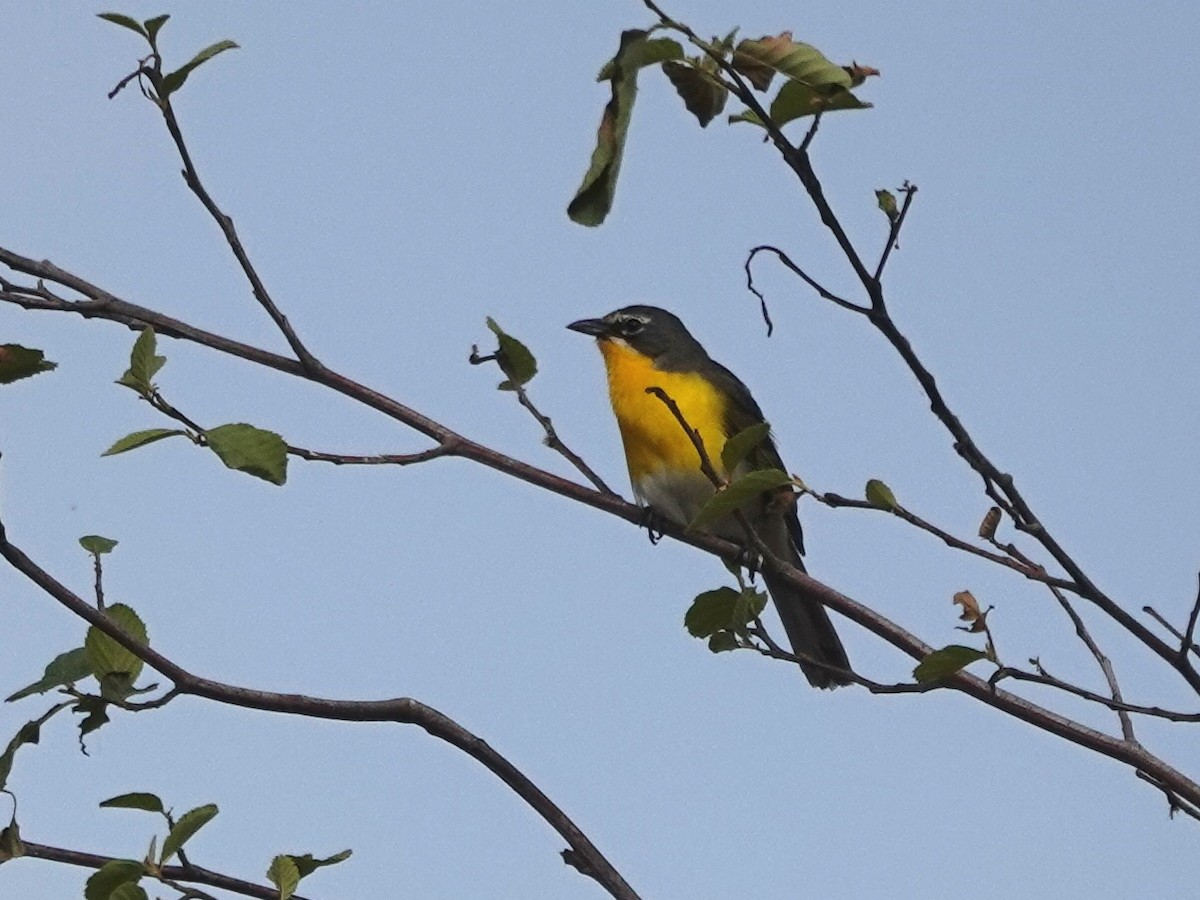 Yellow-breasted Chat - ML620826569