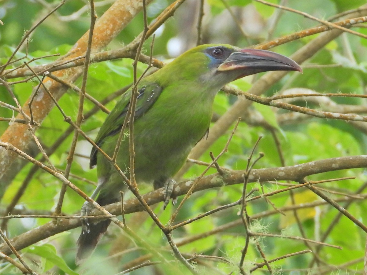 Toucanet à bec sillonné - ML620826570