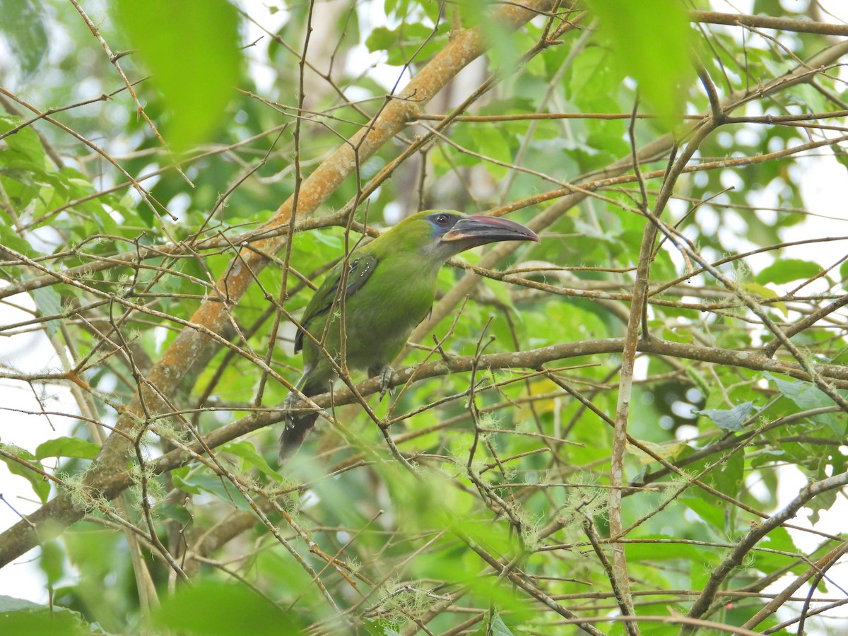 Groove-billed Toucanet - ML620826571