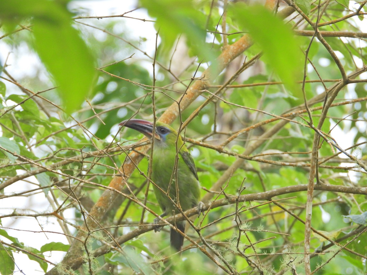 Groove-billed Toucanet - ML620826573