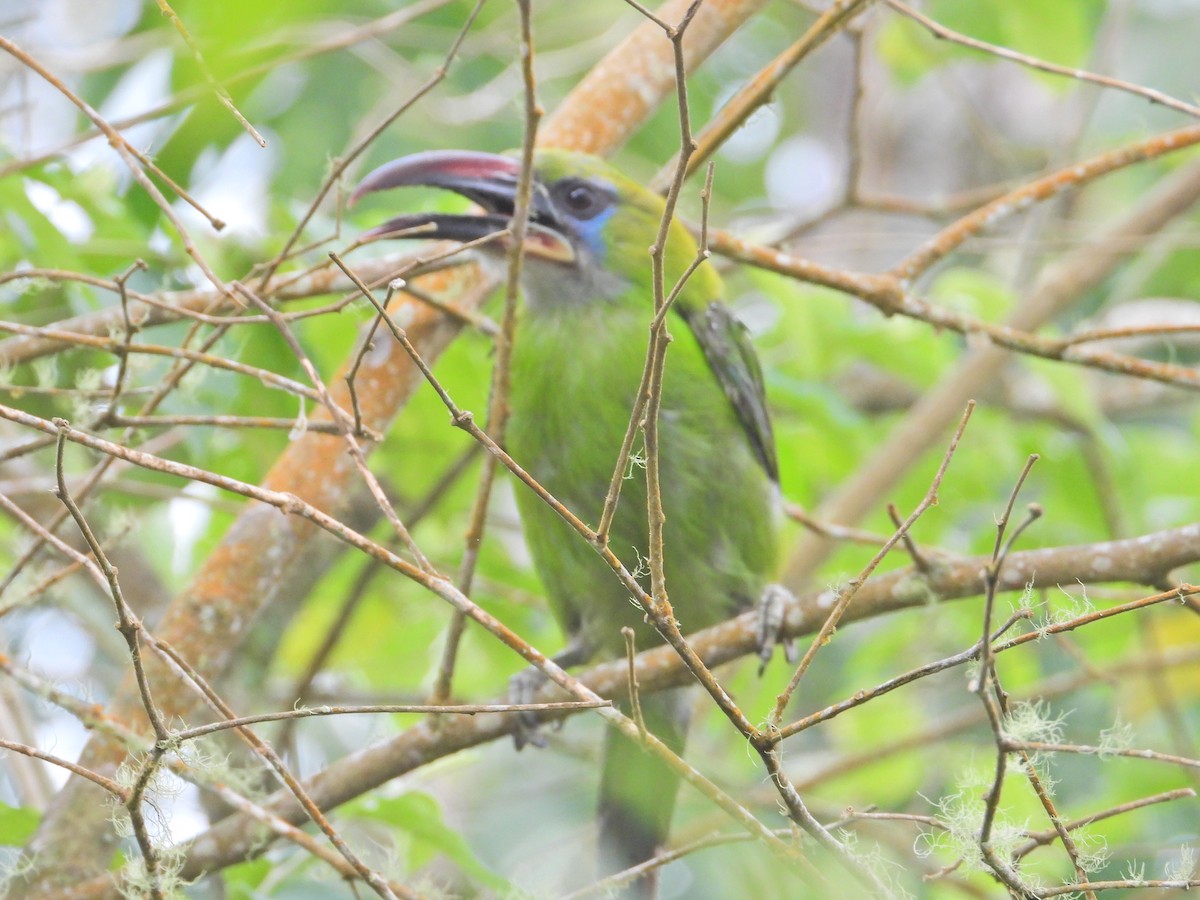 Groove-billed Toucanet - ML620826574