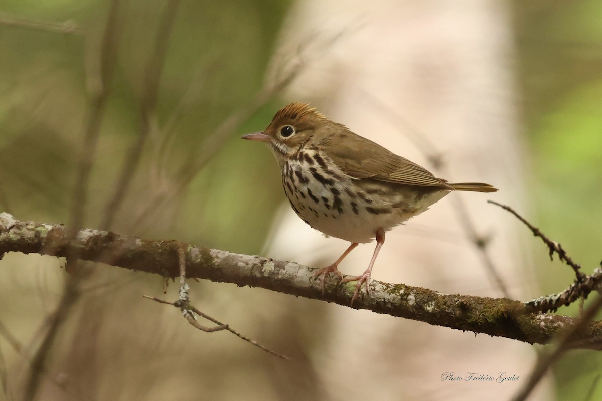 Ovenbird - ML620826577