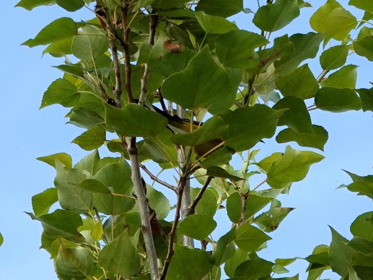 Hooded Oriole - Norman Uyeda