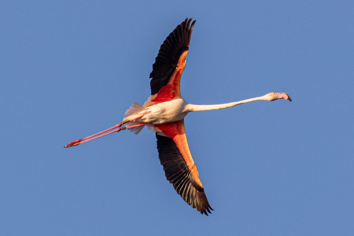 Greater Flamingo - ML620826581