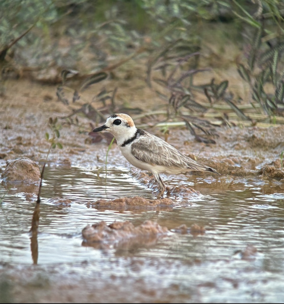 Malaysian Plover - ML620826586