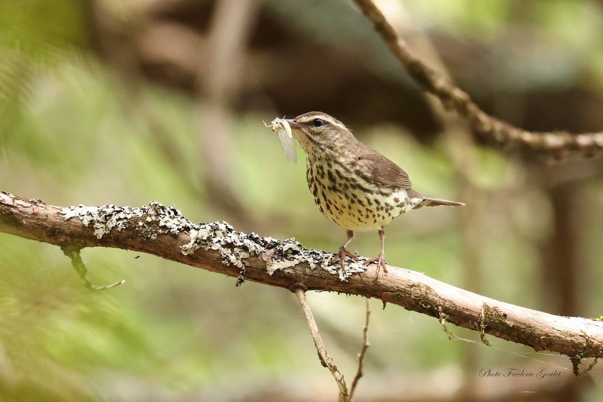 Northern Waterthrush - ML620826588