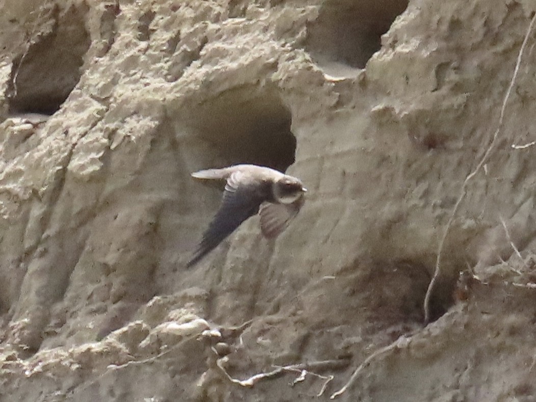 Bank Swallow - ML620826592