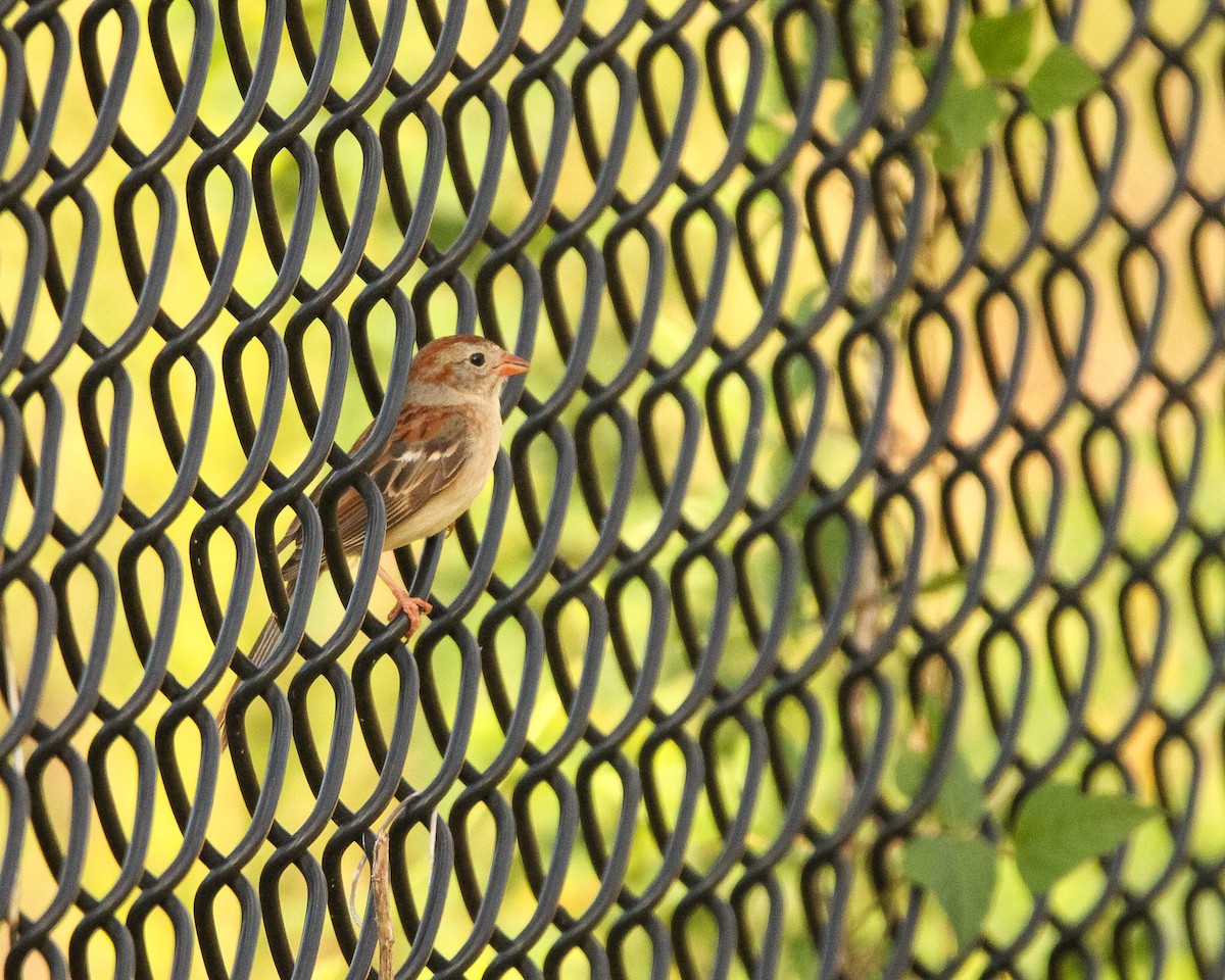 Field Sparrow - ML620826594