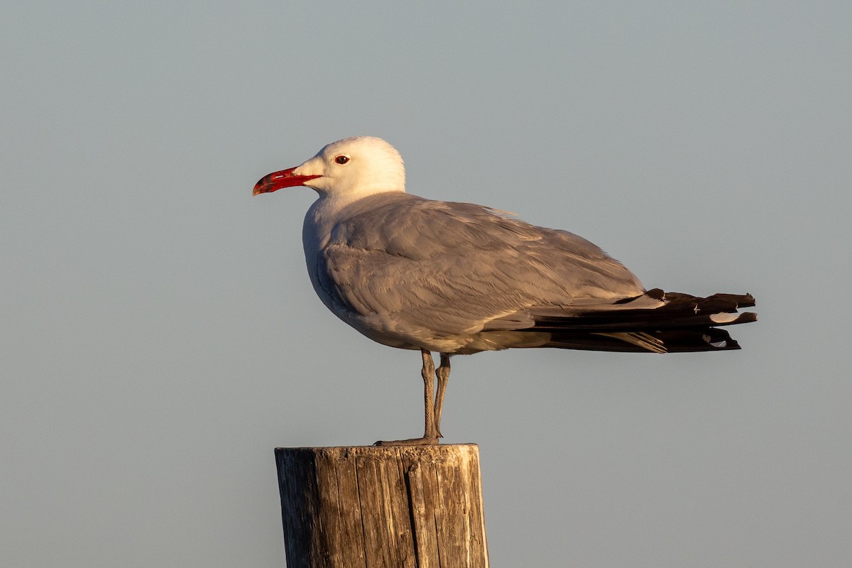 Audouin's Gull - ML620826599