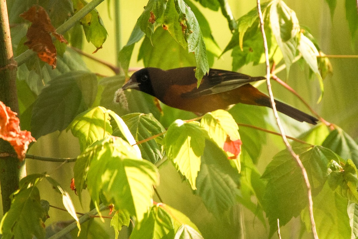 Orchard Oriole - ML620826603