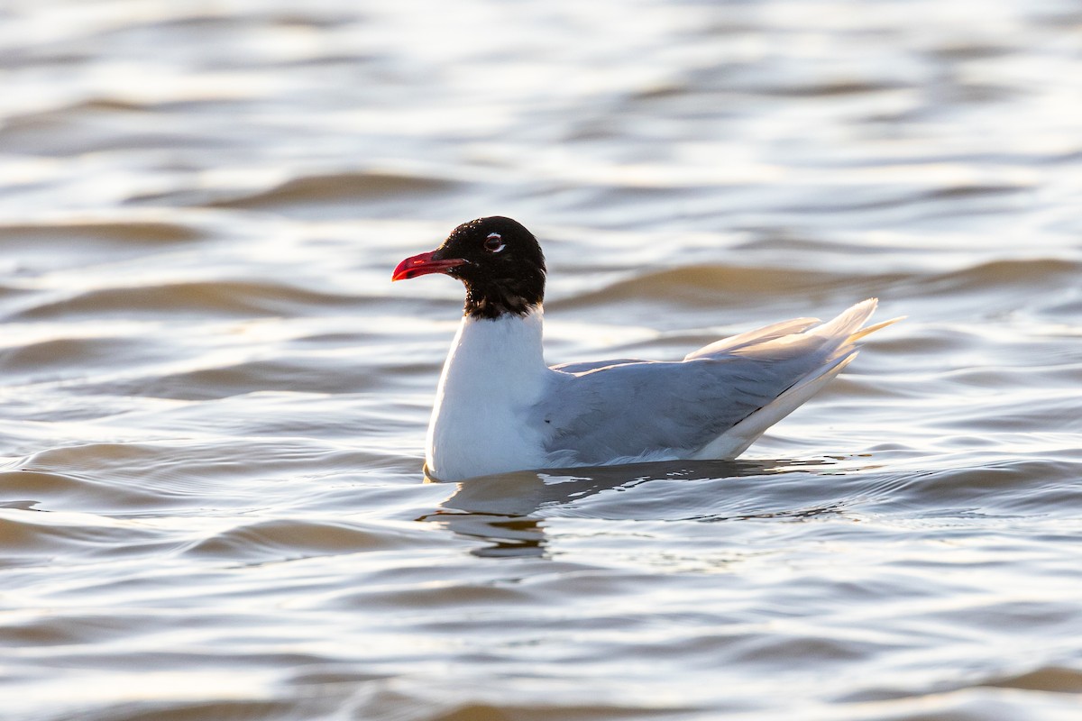 Mouette mélanocéphale - ML620826606