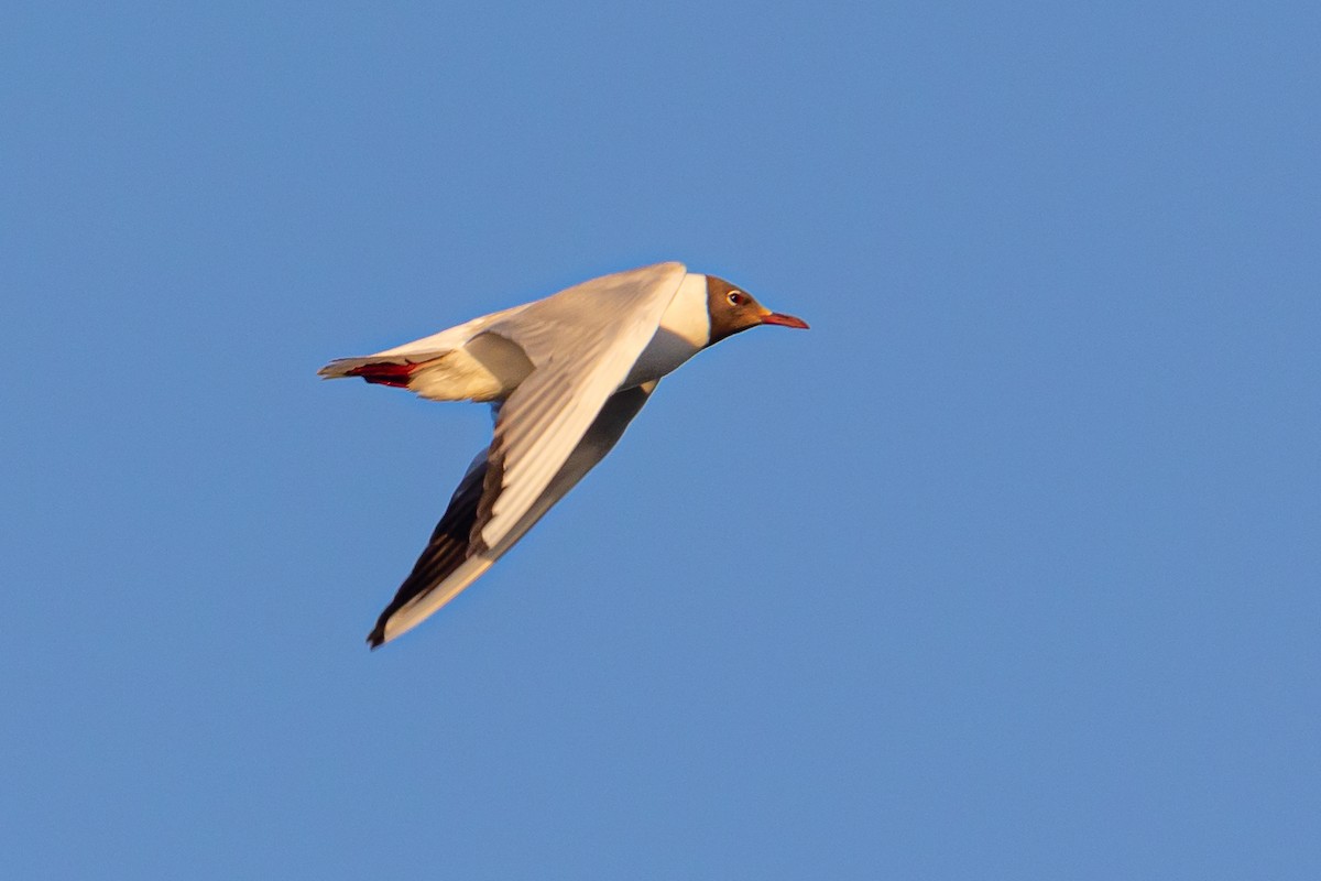 Black-headed Gull - ML620826616