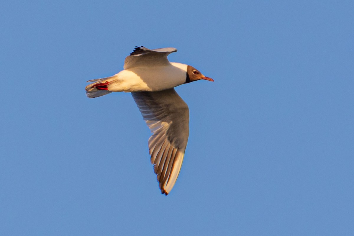 Black-headed Gull - ML620826617