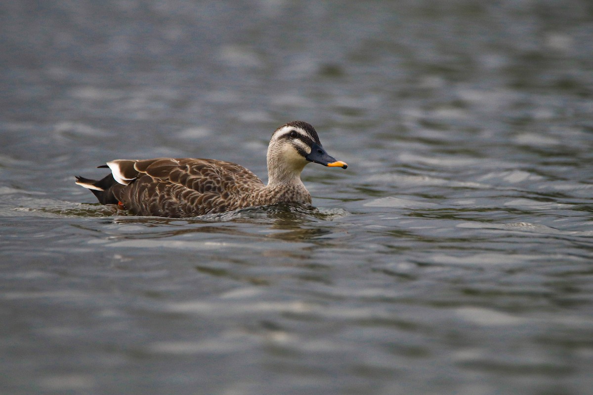 Indian Spot-billed Duck - ML620826618