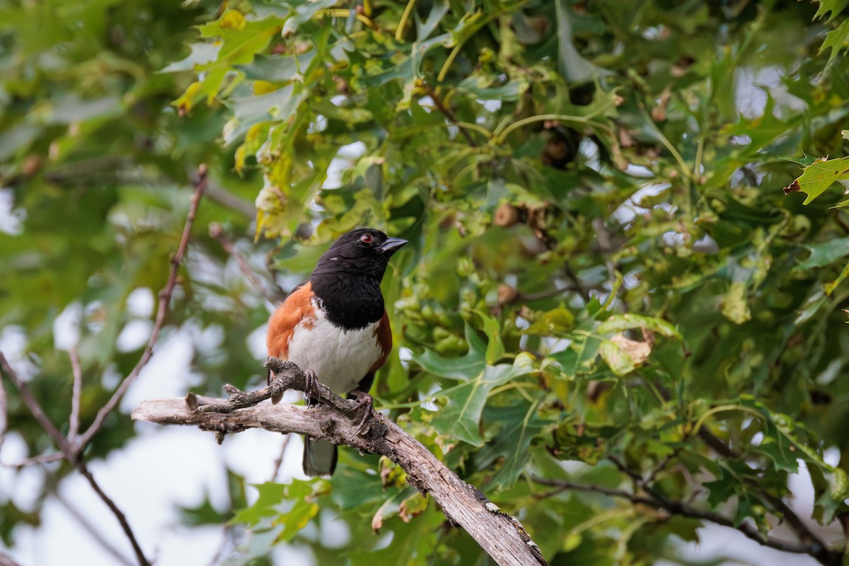 Eastern Towhee - ML620826619