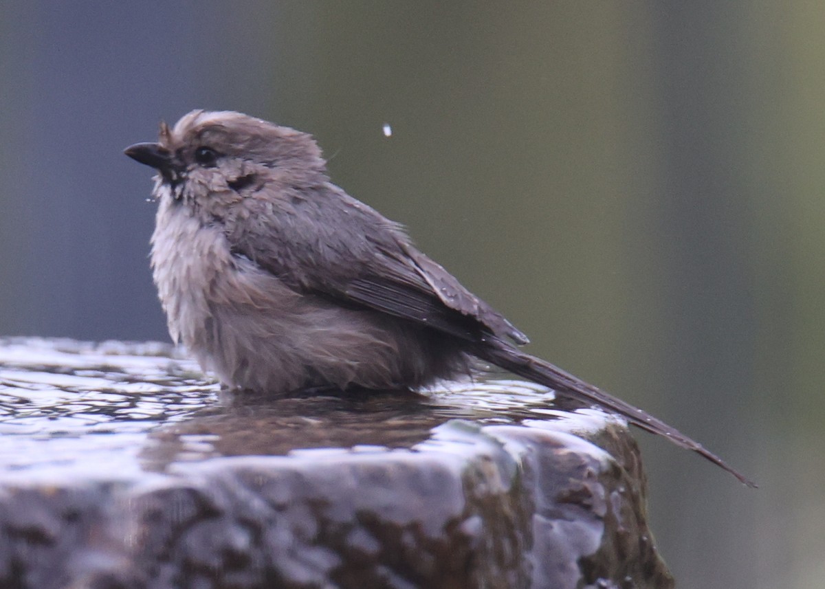 Bushtit - ML620826621