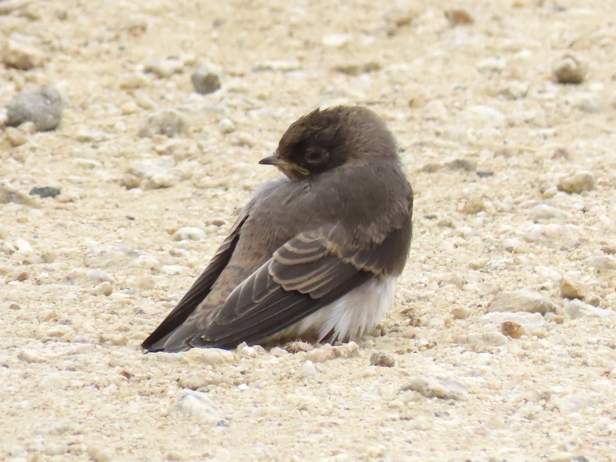 Bank Swallow - ML620826630