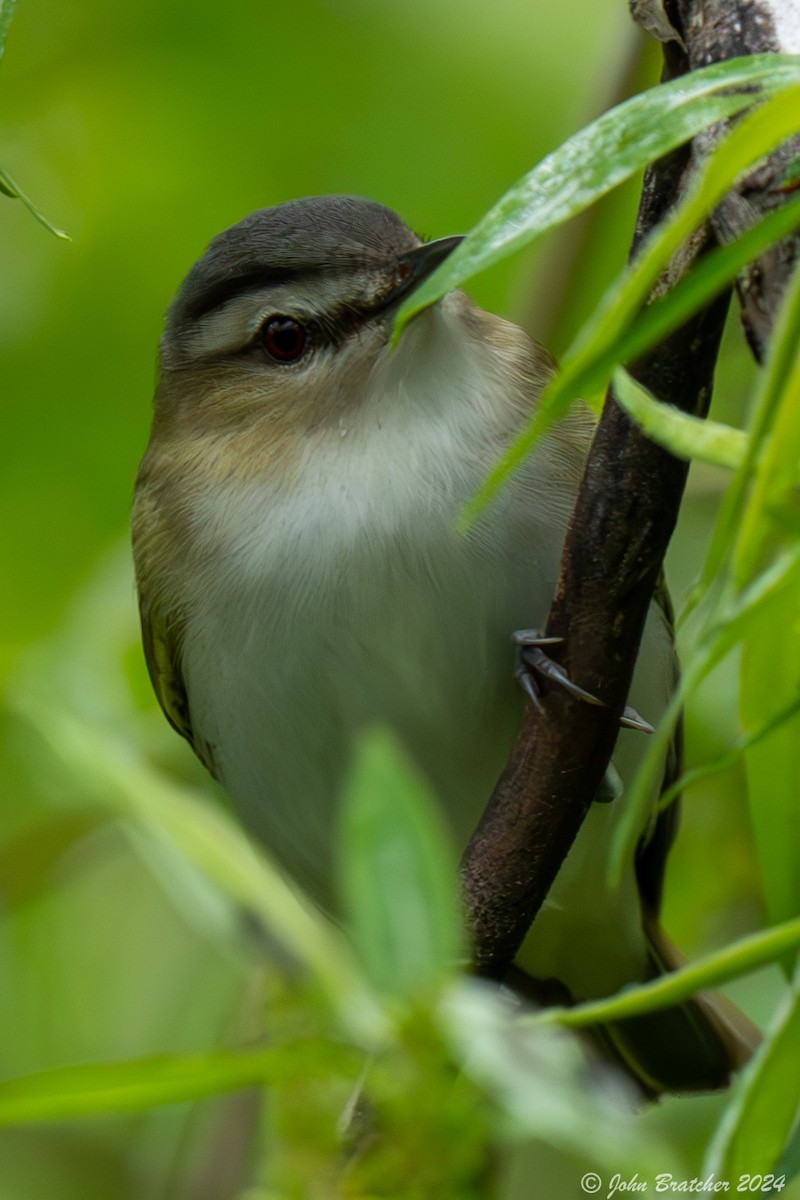 Vireo Ojirrojo - ML620826633