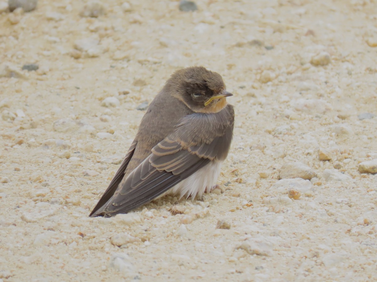 Bank Swallow - ML620826634